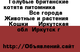 Голубые британские котята питомника Silvery Snow. - Все города Животные и растения » Кошки   . Иркутская обл.,Иркутск г.